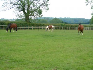 grazing-202-20pasture-20lodge-20livery.jpg